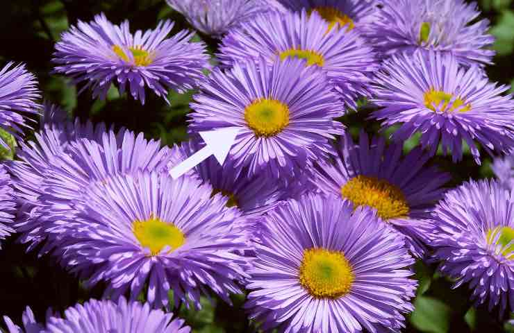 Erigeron fiore giardino