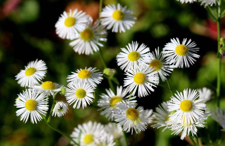 Erigeron cura