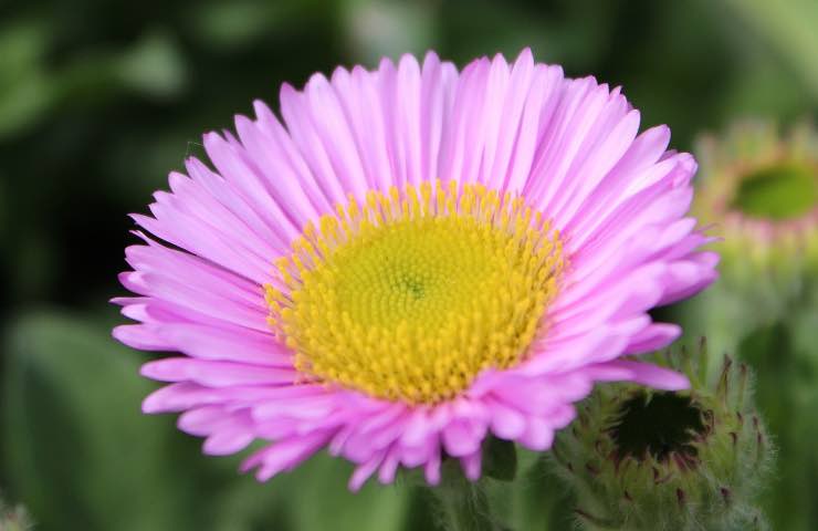 Erigeron curiosità