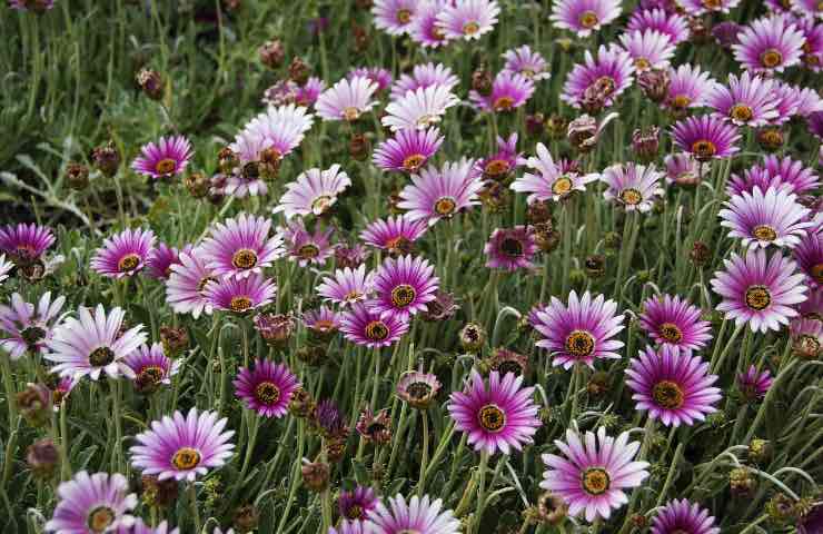 Erigeron pianta