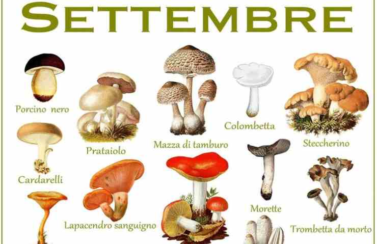 funghi di settembre