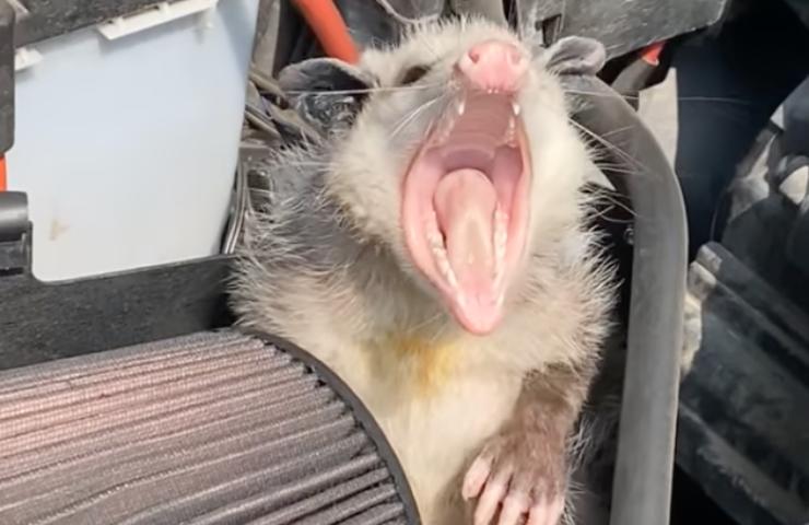 opossum dentro macchina
