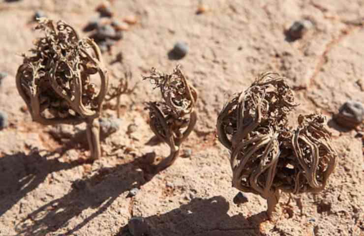 Rosa di Gerico, una pianta che non appassisce mai