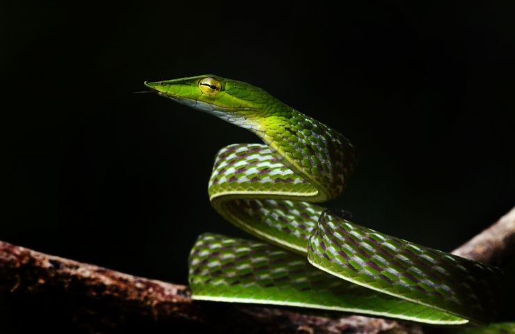 Sri Lankan green vine snake
