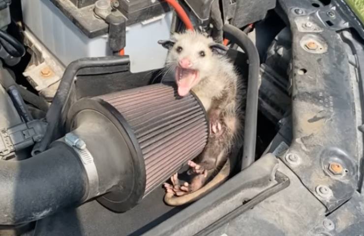opossum incastrato cofano auto