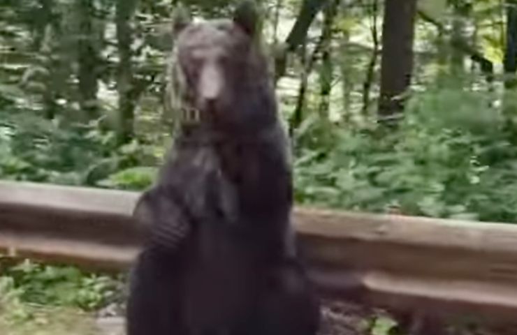 orso scena esilarante