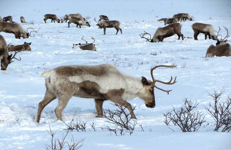 Uccide 40 renne per aver oltrepassato il confine con la Russia