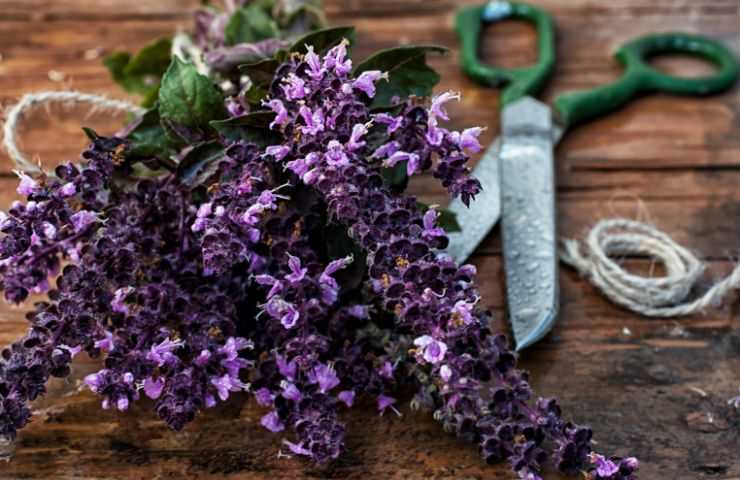 moltiplicare lavanda