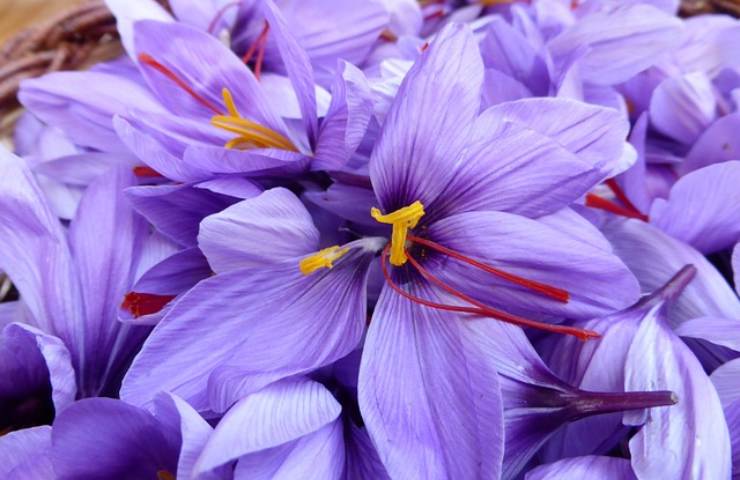 Lo zafferano, la spezia più costosa al mondo: ci vogliono 150.000 fiori per farne 1 kg