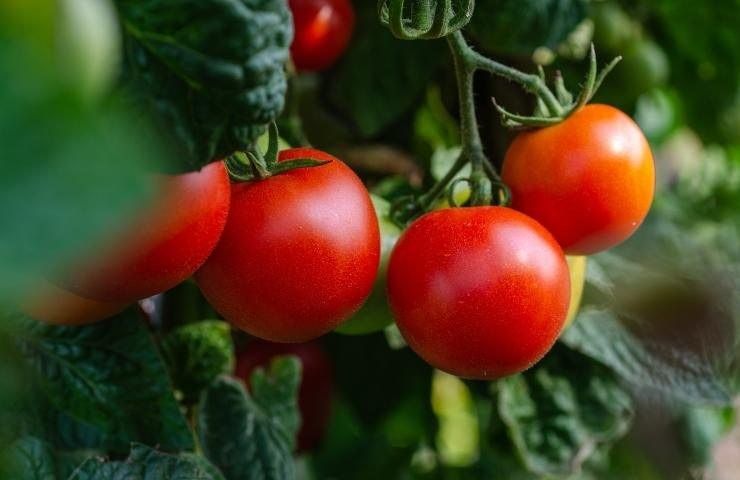 Tomates supérieures 