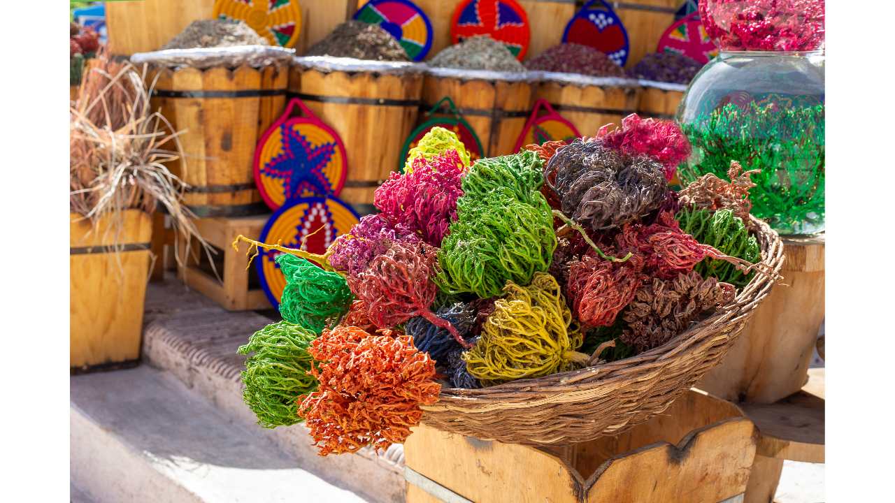 pianta che non muore mai