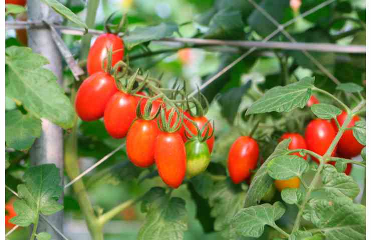 pianta repellente giardino