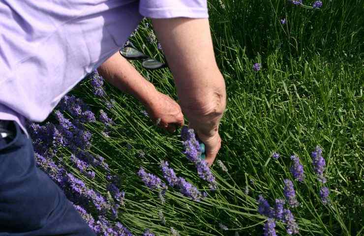 talea lavanda istruzioni