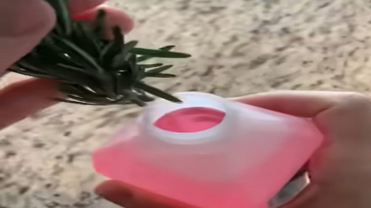 Rosmarino nell'alcool rimedio benefici