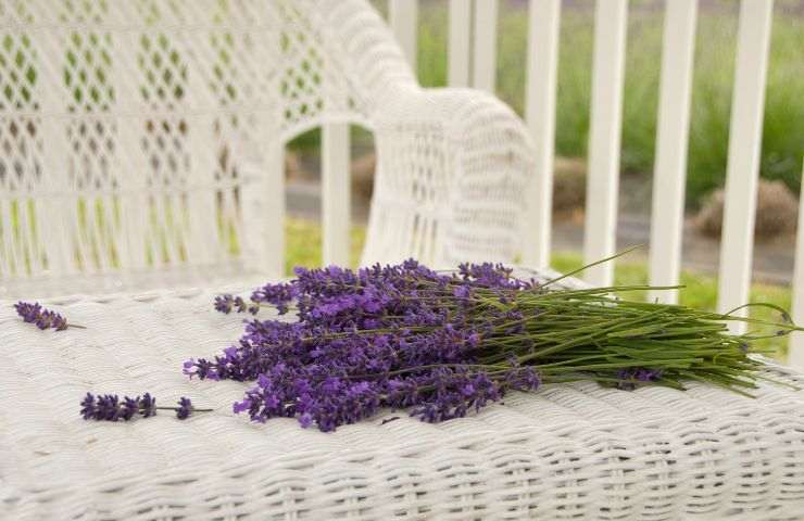 propagare pianta lavanda