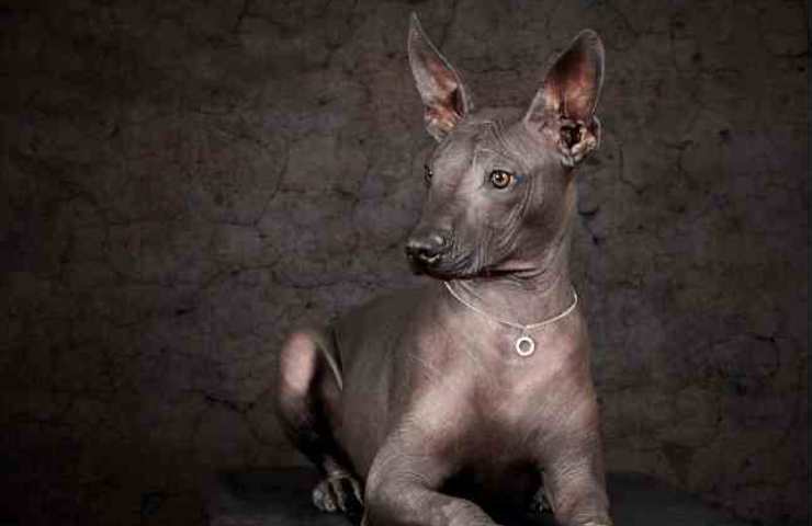 Xolos razze canine antiche