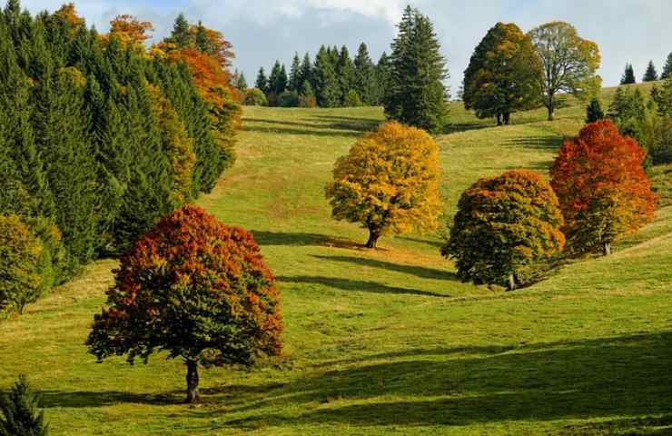 Gli alberi adatti al tuo giardino