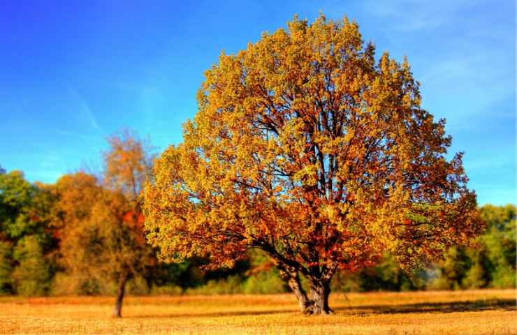 Gli alberi adatti al tuo giardino