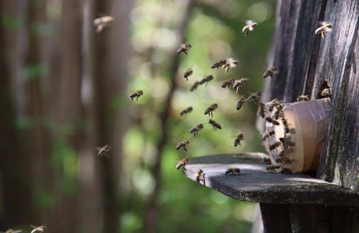 Le api attaccano l'uomo in questi luoghi