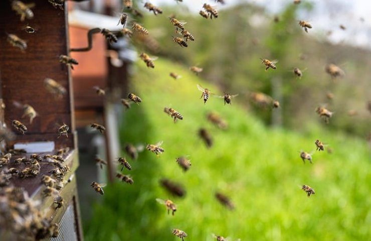 Le api attaccano l'uomo in questi luoghi