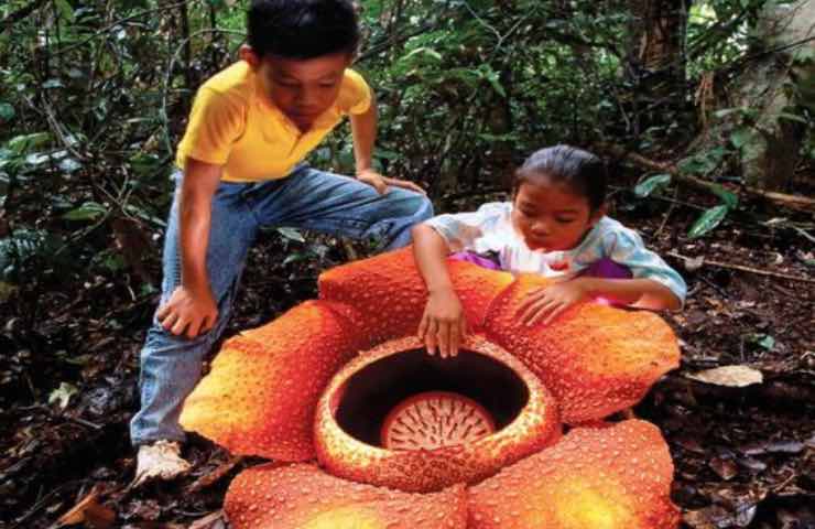 rafflesia arnoldii cura
