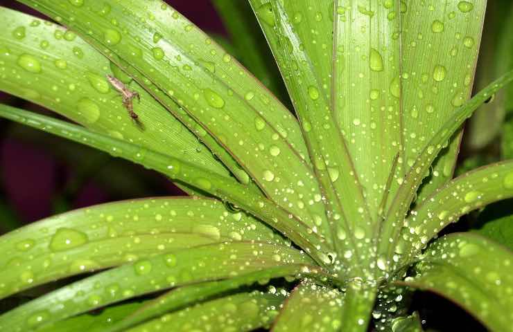 beaucarnea curiosità