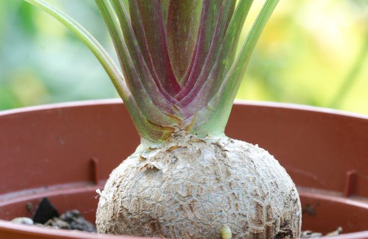 beaucarnea pianta tropicale 