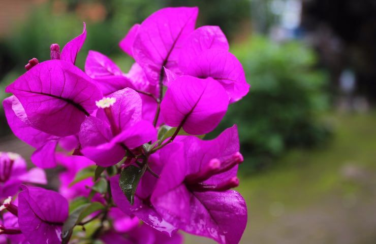 bougainvillea come farla fiorire