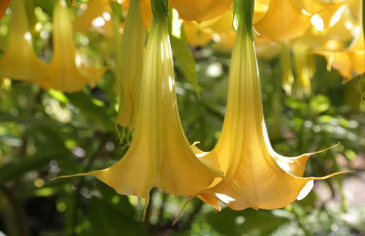 brugmansia suaveolens curiosità