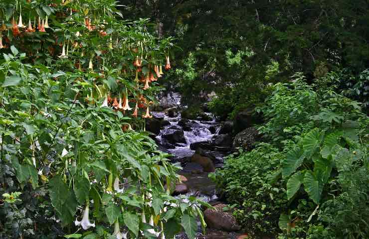 brugmansia suaveolens come si cura