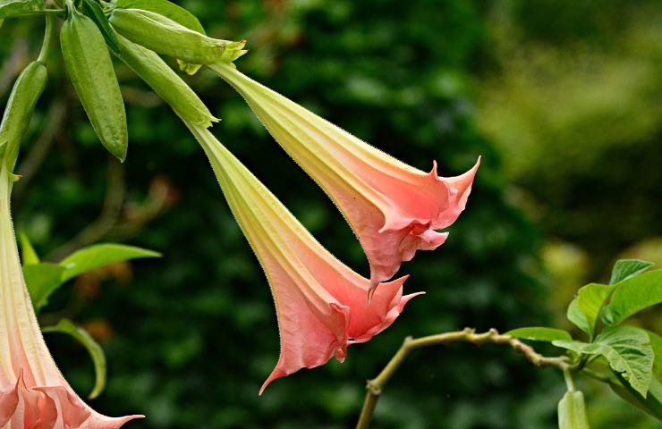 brugmansia suaveolens coltivazione