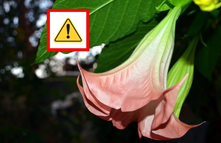 brugmansia suaveolens dettagli