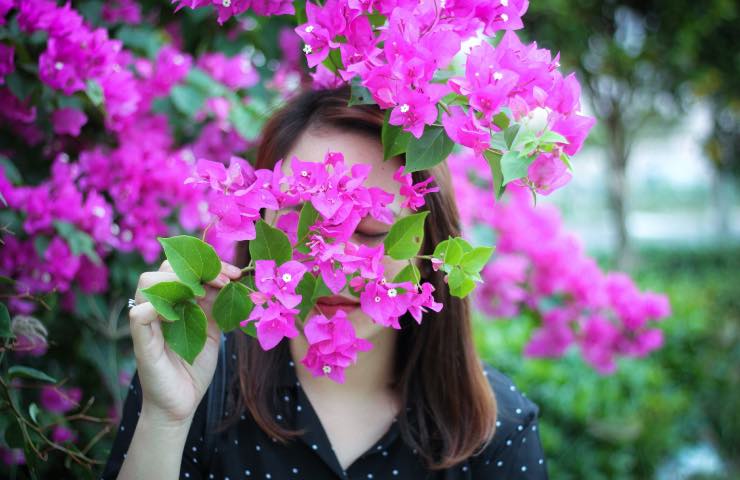 Bougainvillea come farla fiorire