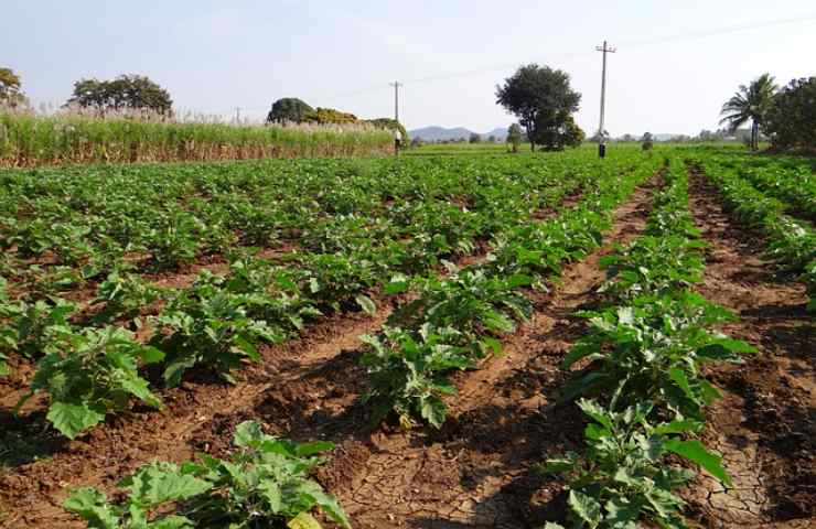 Melanzane con troppi semi, il problema