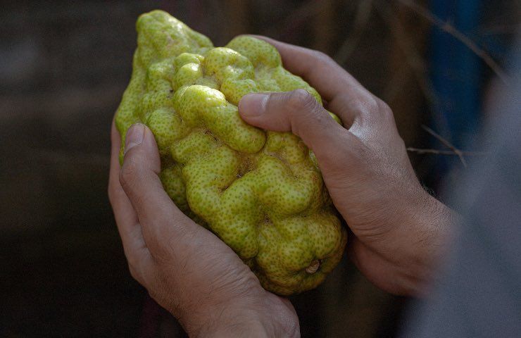 cedro cura