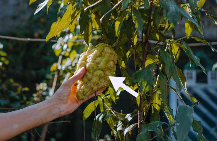 cedro coltivazione