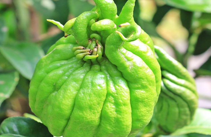 cedro coltivazione esatta