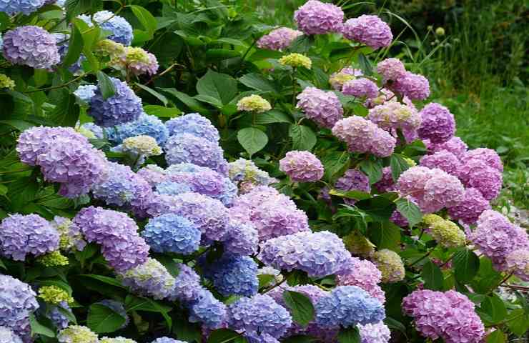 Trucchi coltivazione delle ortensie