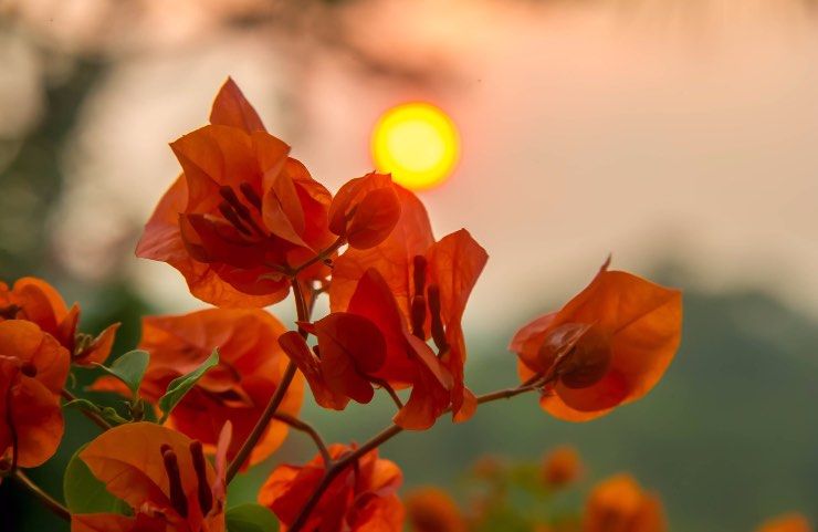 Bougainvillea come curarla