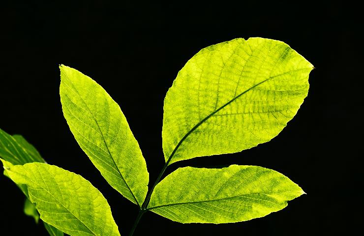 foglie rapporto luce