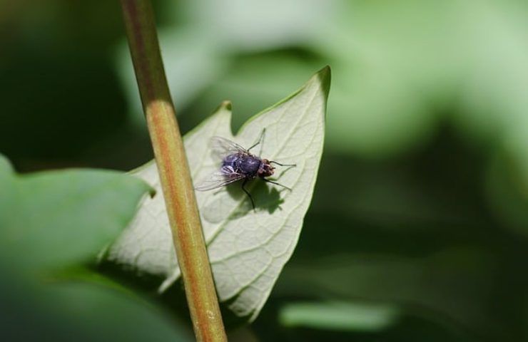 Larve di mosca, occhio ai posti inaspettati