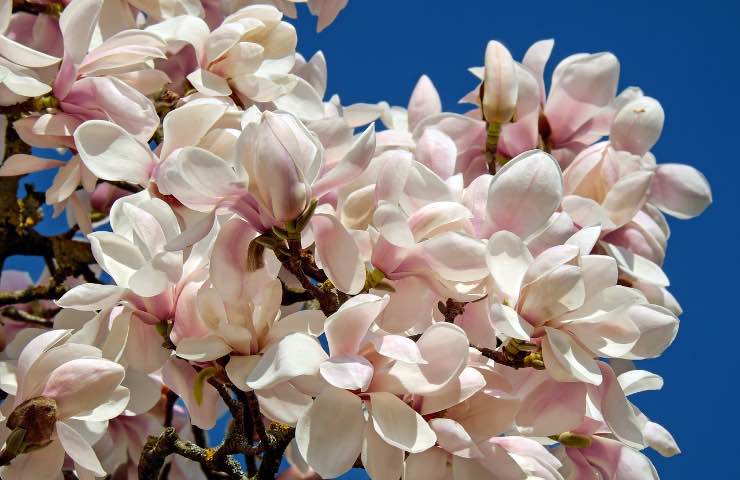 magnolia pianta curiosità