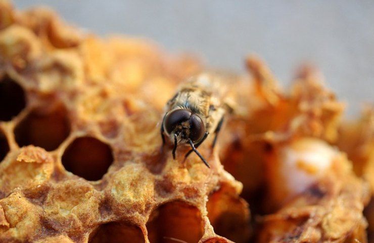 Problemi architettonici, api e vespe li risolvono allo stesso modo