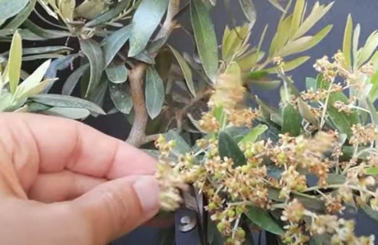 ulivo bonsai consigli benefici 