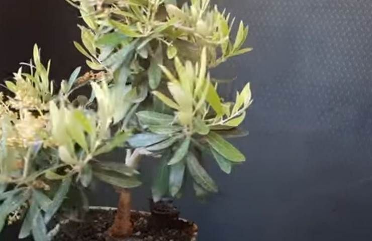 ulivo di bonsai in casa