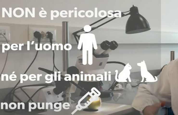 le cimici come trattarle