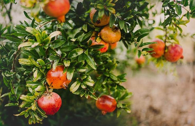 melograno benefici
