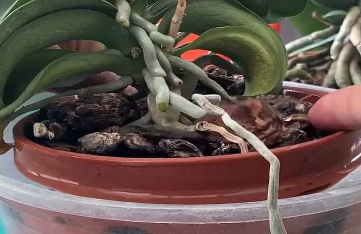 piante orchidea