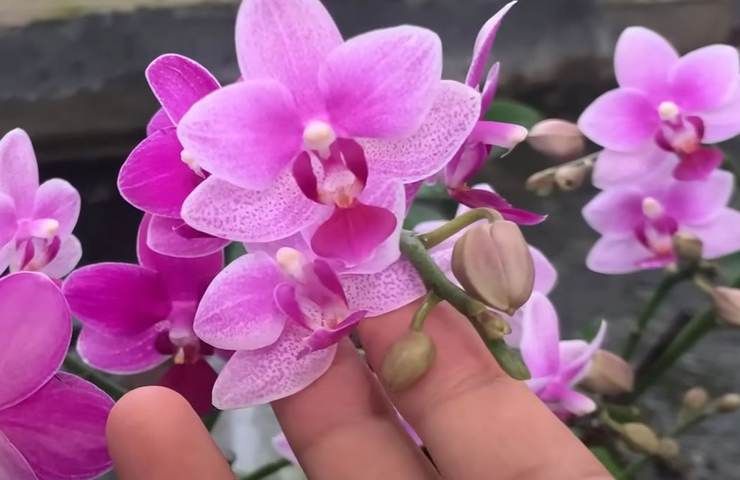 orchidea fiori rosa