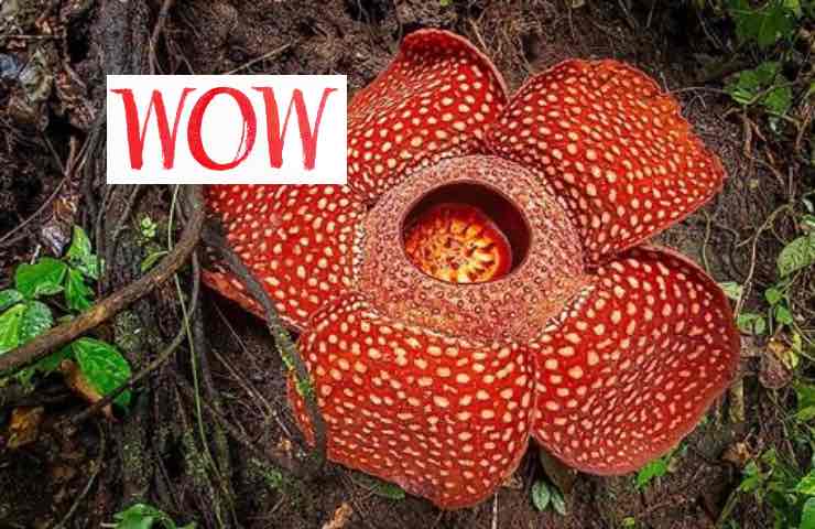 rafflesia arnoldii curiosità